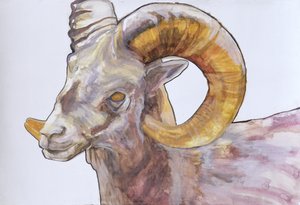 American Long Horn