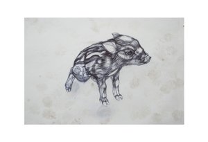 Little Pig