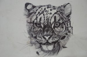 Snow Leopard