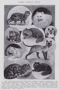 Some Costly Pets