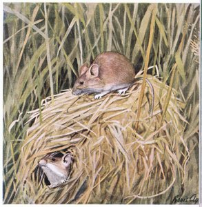 Western Harvest Mouse lives and breeds in a grassy nest by Louis Agassiz Fuertes