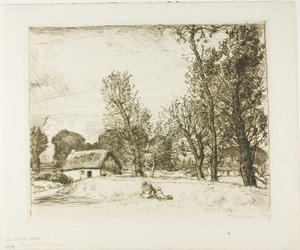 Pollard Poplars