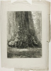 Twisted Trees