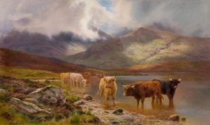 Highland Cattle
