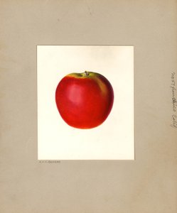 Apple (Malus domestica: No. 57) by Louis Charles Christopher Krieger