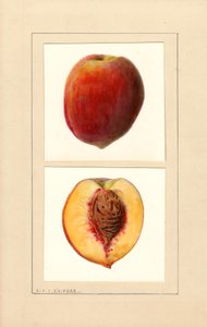 Peaches (Number 10) by Louis Charles Christopher Krieger