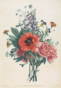 Collection of Flowers and Fruits Painted after Nature: Bouquet of Foxglove, Clematis, Pansy, Peony, Poppy, and Yellow Day Lily