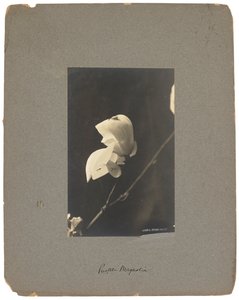 Tiffany Studios, c.1898-1920 by Louis Comfort Tiffany