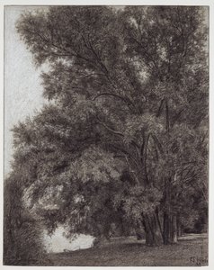 Group of Trees in Kleinheubach Castle Park