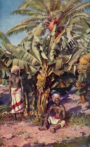 A Banana Plantation, Fiji