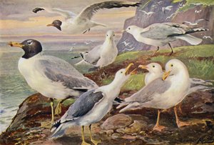 Gulls by Louis Fairfax Muckley