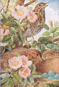 Song Thrushes with Nest, illustration from 