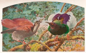 Twelve-wired Birds of Paradise