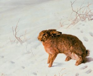 Hare in the Snow