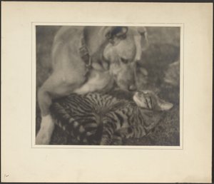 Cat and Dog by Louis Fleckenstein