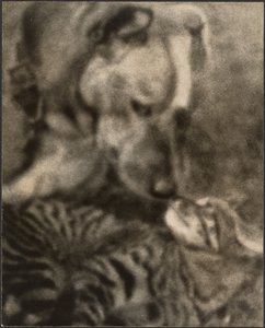[Cat and Dog] by Louis Fleckenstein