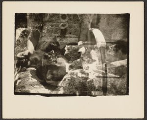 Cats and Reflections by Louis Fleckenstein