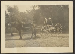Couple in Horse Cart