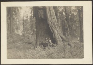 Figures on Horseback in Hollow of Massive Tree