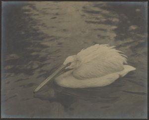 Heron by Louis Fleckenstein