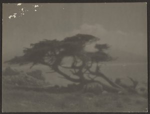 Landscape with Cypress Tree