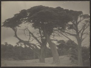 Landscape with Cypress Trees