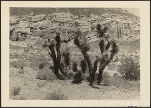 Landscape with Joshua Trees