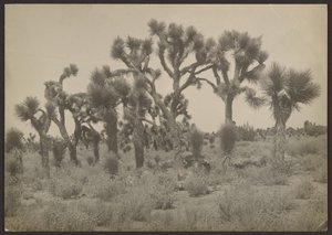Landscape with Joshua Trees