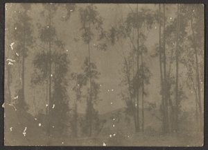 Landscape with Tall Trees by Louis Fleckenstein