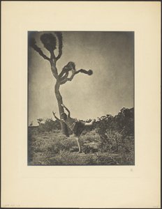 Lithe and Graceful - Dancing Joshua by Louis Fleckenstein