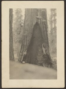 Massive Tree