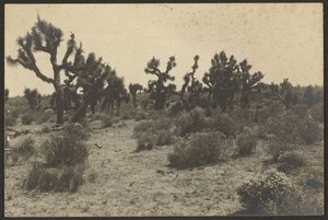 Mojave Desert