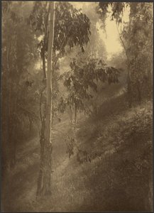 Morning Mist by Louis Fleckenstein