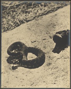 Rattlesnake by Louis Fleckenstein
