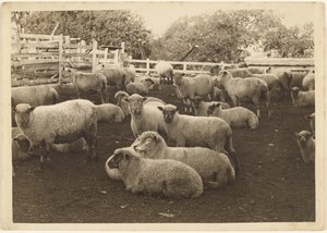Sheep in Pen by Louis Fleckenstein