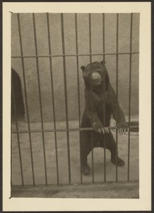 Sloth Bear in Cage