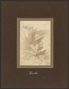 Thistles by Louis Fleckenstein