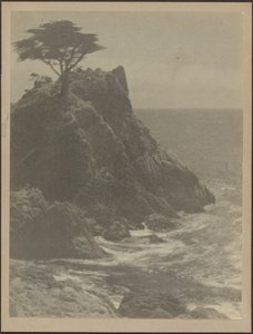 Tree on Rocky Coastline by Louis Fleckenstein
