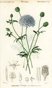 Blue lace flower, Trachymene coerulea (1849) by Louis Joseph Edouard Maubert