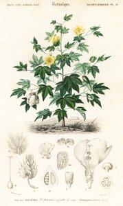 Cotton Plant, Gossypium Barbadense by Louis Joseph Edouard Maubert