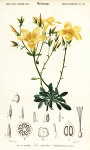 Flax, Linum campanulatum (engraving)