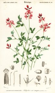Indigo Plant, Indigofera Procumbens (engraving)