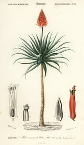 Krantz Aloe, Aloe Arborescens (1849)