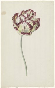 Tulip