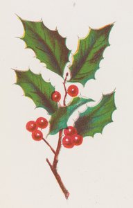 Holly