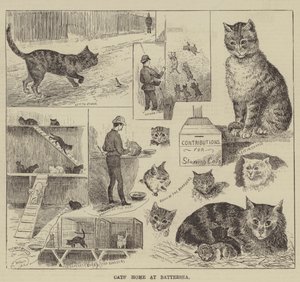 Cats