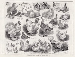 Poultry and Pigeon Show at the Crystal Palace by Louis Wain