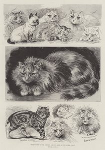 Prize Winners at the National Cat Club Show at the Crystal Palace