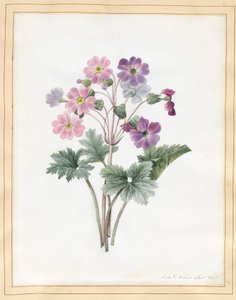 Hybrid Auricula