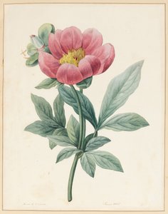 Poconia Mascula, Herbaceous, 1826